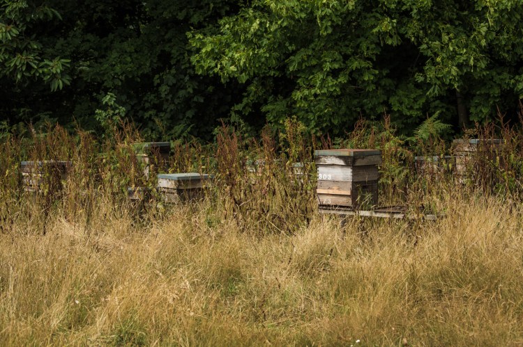 Beehives panoramic