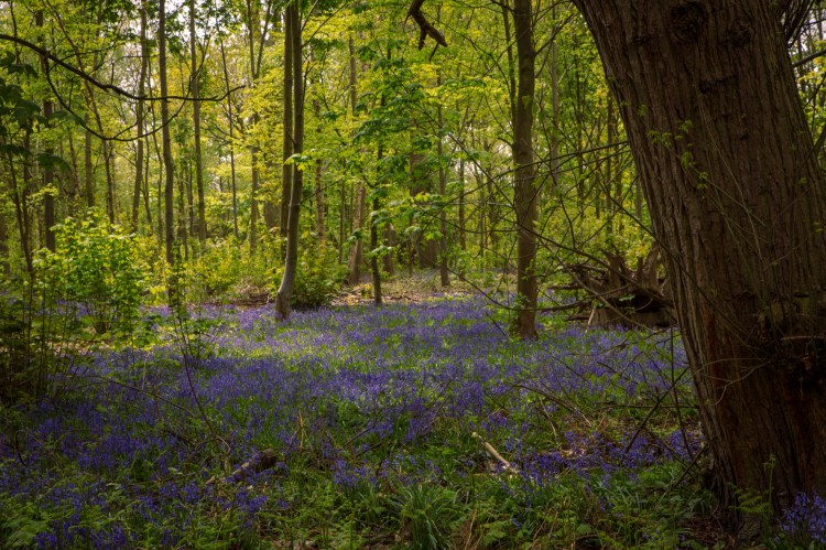 Bluebell wood 2