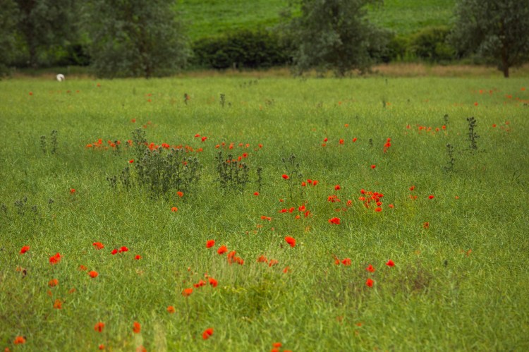 Poppies and thistles