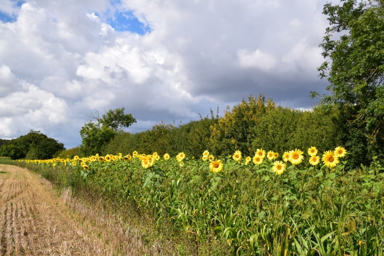 sunflowers sunshine meadow.jpg